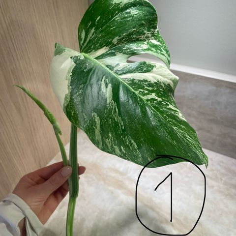 Monstera variegata stiklinger (SE PRISLISTE)