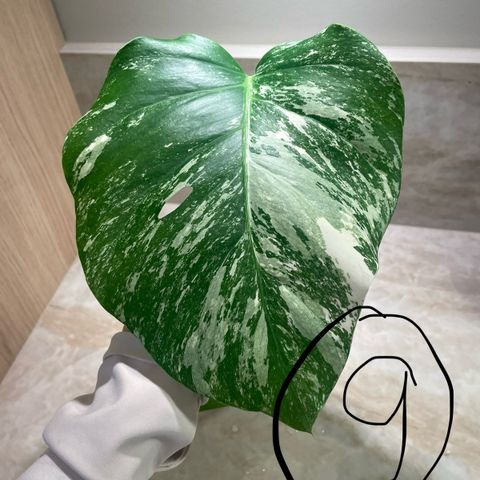 Monstera variegata stiklinger (SE PRISLISTE)