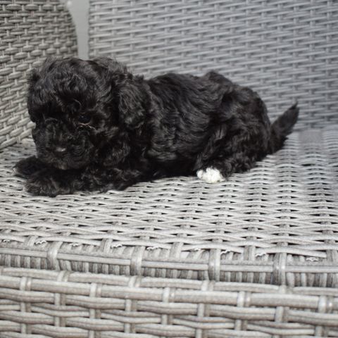 Maltipoo guttevalp