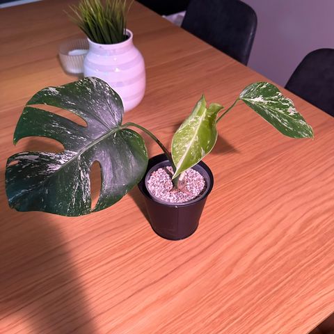 Monstera Variegata plante med tre blader