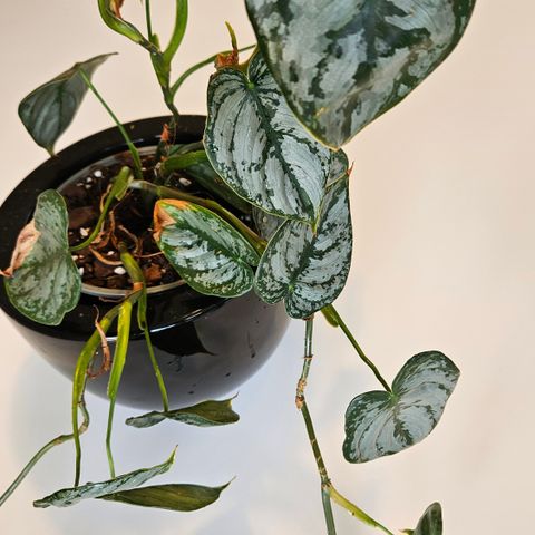 Philodendron brandtianum hel plante