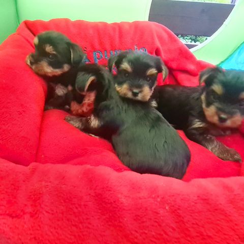 Yorkshire Terrier Valper (1 Gutt & 1 Jente Igjen)