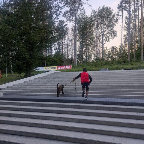 Trenger du hundepass i Oslo / Lørenskog og omegn?