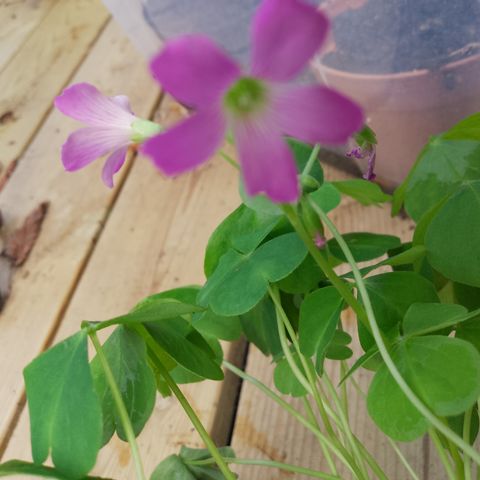 Fin lykke kløver.oxalis.rosa blomst.