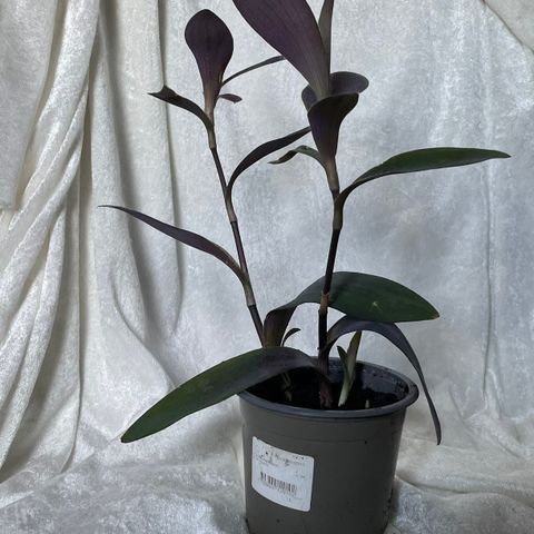 Purple Heart plante. 30 cm