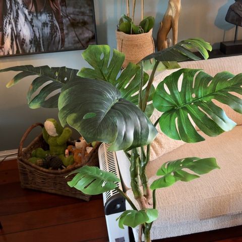 Monstera - Uekte planter