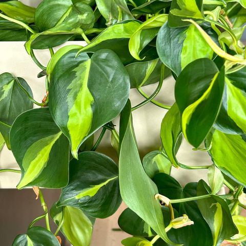 Philodendron Brasil stiklinger