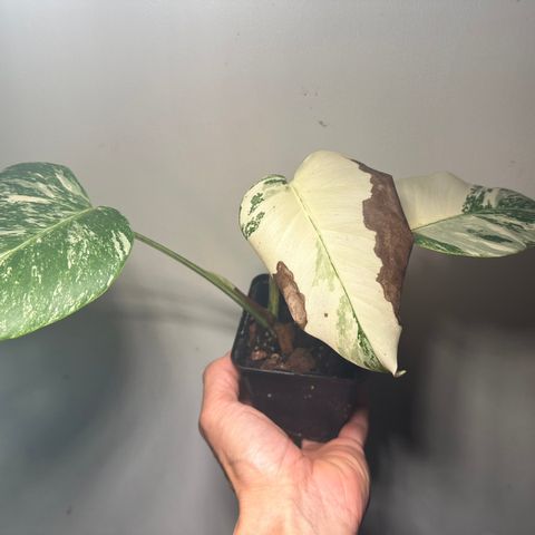 Monstera variegata selges i Stavanger