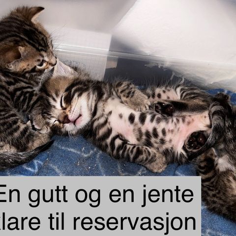 Bengal-kattunger m/stamtavle klare til reservasjon brunspottet og snø/mink