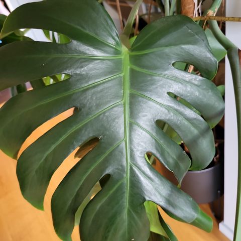 Monstera Vindusblad trenger nytt hjem