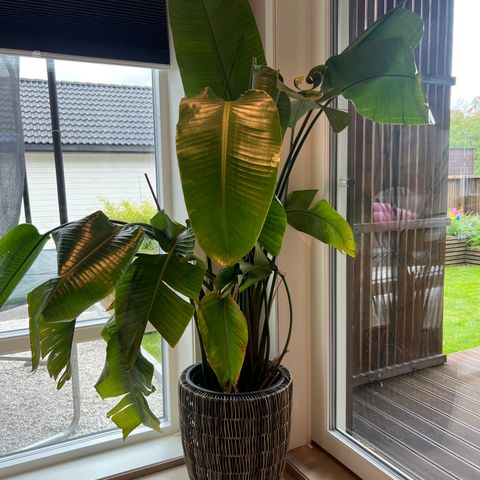 Stor flott Strelitzia plante