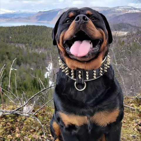 Rottweiler hann snart 3 år