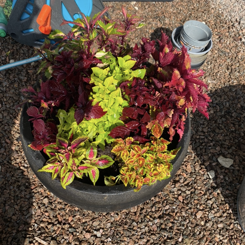 Coleus  kjempe masse flotte coleus