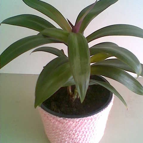 Tradescantia inkl. ny strikket potteskjuler kr. 100 - bare planten kr. 50