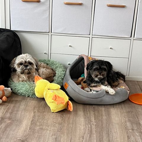 Søker avlastningshjem - Shih Tzu og Yorkshire