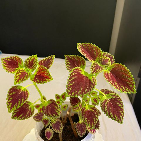 Fin coleus plante