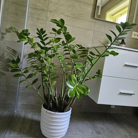 Smaragdpalme - Zamioculcas