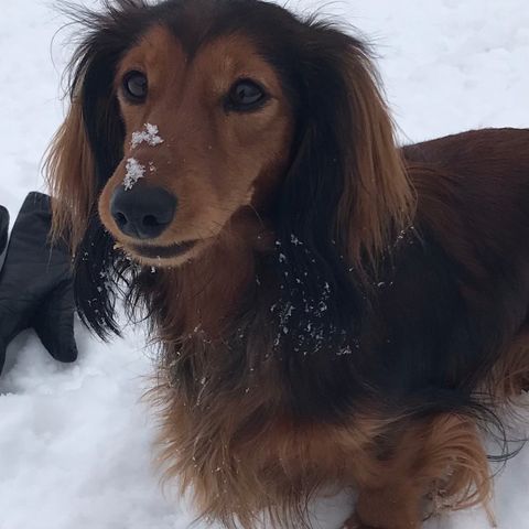 Langhåret Dverg/Kanin Dachshund