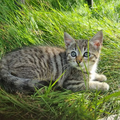 Pusekatt. Jentepus. Skjønn kattunge