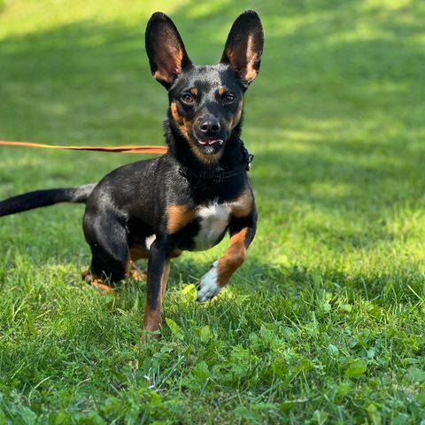 Dvergpinscher Papillon blanding (2år, han) omplasseres