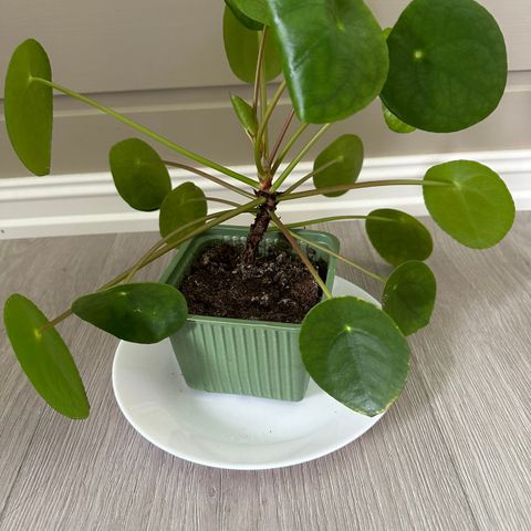 Pilea