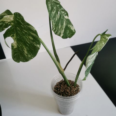 Monstera variegata plante