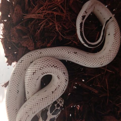 B6. 0.1 Lampropeltis californiae, kongesnok. Extreme high white