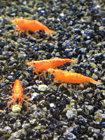 Orange rekker TILBUD 12 stk for 300 kr