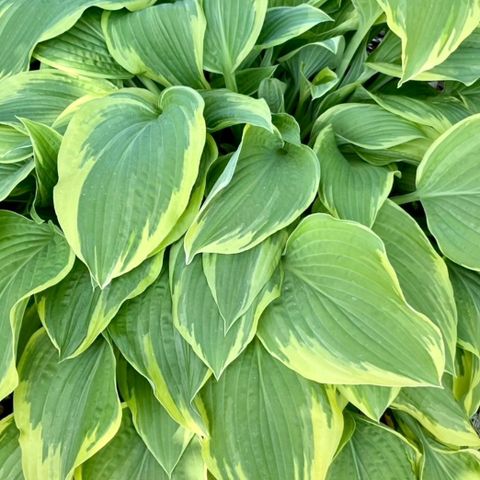 Staude Bladlilje/Hosta