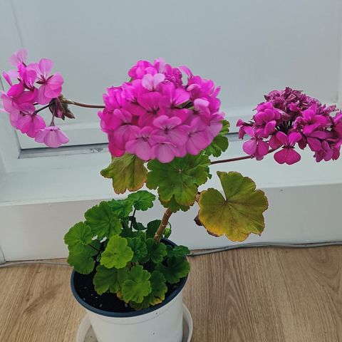 Stor rosa pelargoniablomst (50 cm høy)