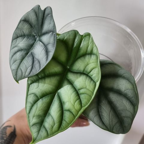 Alocasia Silver Dragon