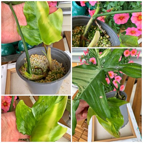 Philodendron florida beauty