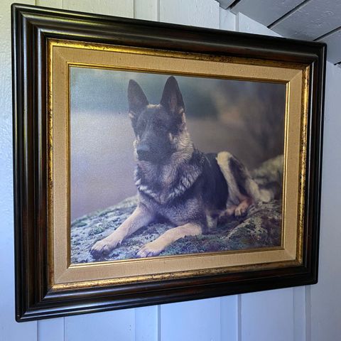 foto av Schæferhund 70x60 m