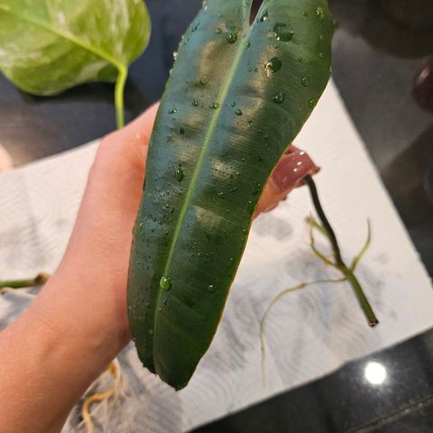 Philodendron Atabapoense x billitae