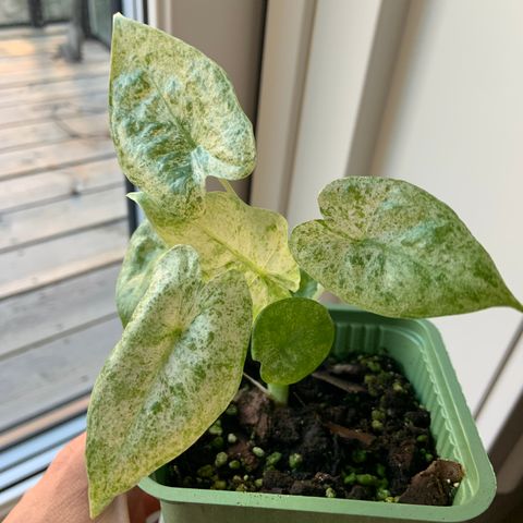 Alocasia Odora Batik Variegata