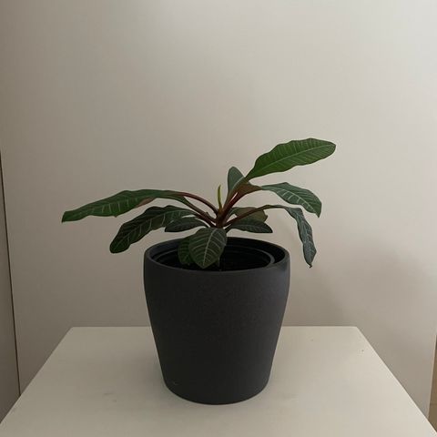 Potteplante, madagaskarjuvél