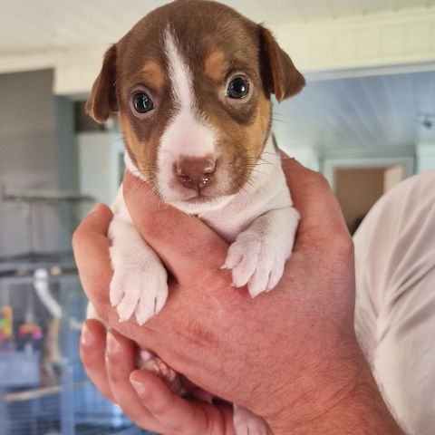 Terrier Brasileiro tispevalp