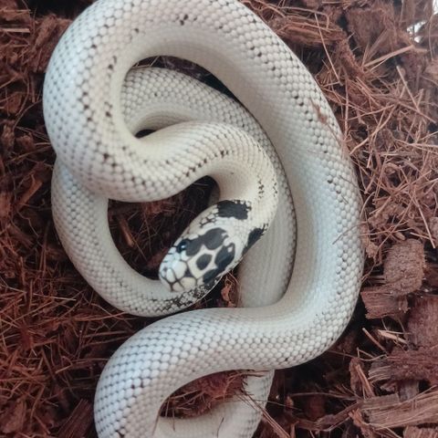 B3. 1.0 Lampropeltis californiae, kongesnok, Extreme high white