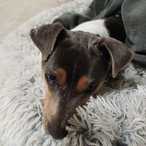 Terrier Brasileiro selges