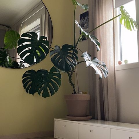 Monstera plante med STORE blad