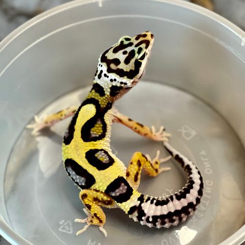 Flott bold/boldstripe Leopardgekko