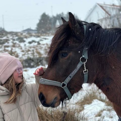 Ønsker å være hestepasser ❤️