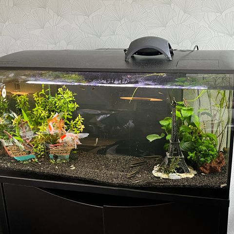 Fluval Flex 123 liter