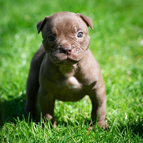 Olde English Bulldog tispe