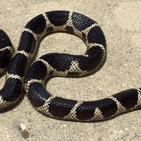 Hun - Lampropeltis, kongesnok ***reservert***