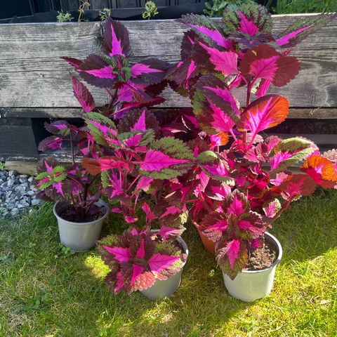 Coleus. China Rose i potter