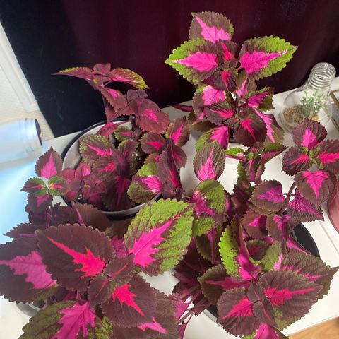 Hele Coleus China Rose planter til slags