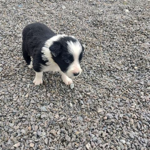 Langhåret blandingstispe (border collie og Buhund)