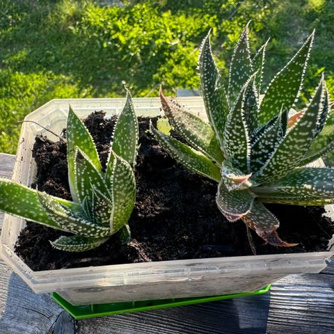 Aloe gasteria