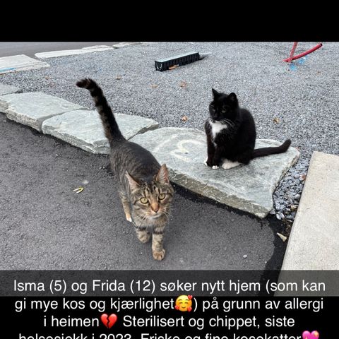 To katter søker nytt hjem